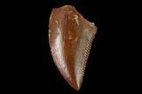 Serrated, Raptor Tooth - Real Dinosaur Tooth #137189-1